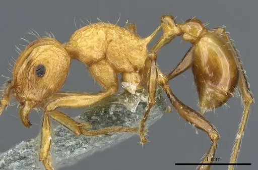 Tetramorium carinatum specimen CASENT0904801 image casent0904801_4