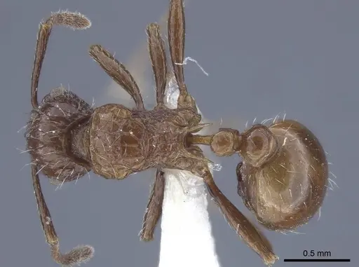 Tetramorium carinatum specimen CASENT0916754 image casent0916754_1