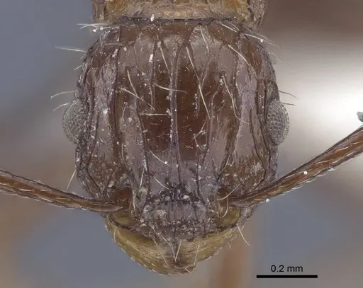 Tetramorium carinatum specimen CASENT0916754 image casent0916754_2