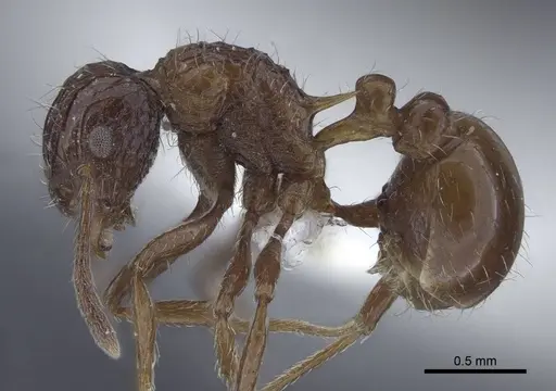 Tetramorium carinatum specimen CASENT0916754 image casent0916754_3