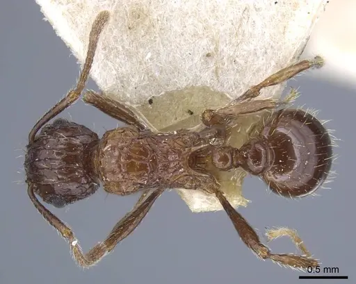 Tetramorium carinatum specimen CASENT0917085 image casent0917085_1