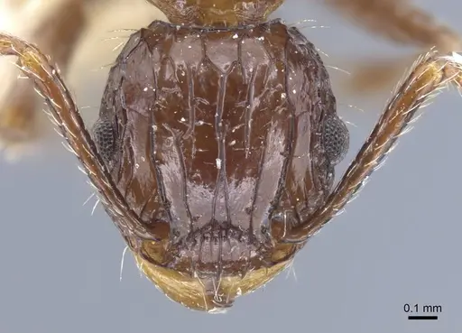 Tetramorium carinatum specimen CASENT0917085 image casent0917085_2