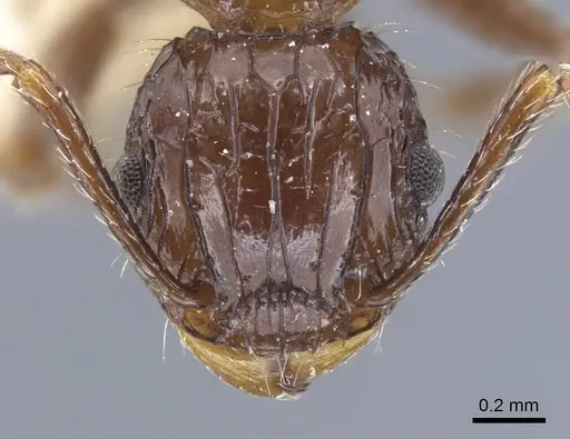 Tetramorium carinatum specimen CASENT0917085 image casent0917085_3