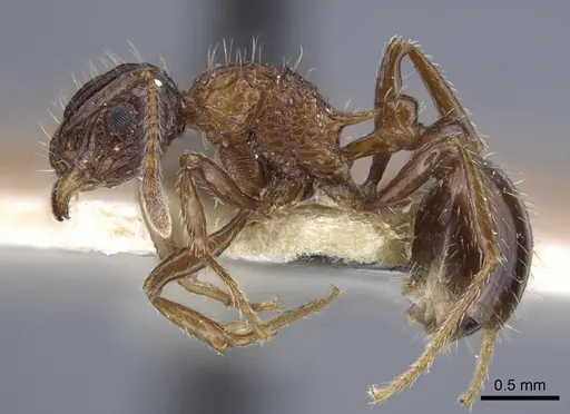 Tetramorium carinatum specimen CASENT0917085 image casent0917085_4