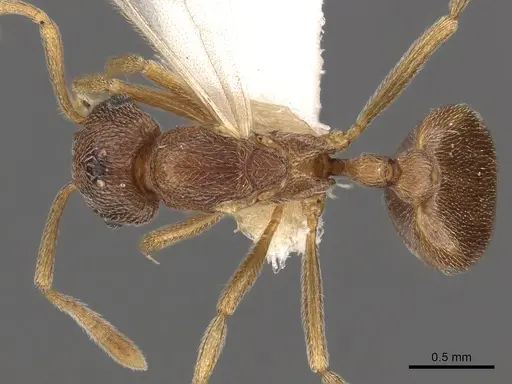 Tetramorium caritum specimen CASENT0901031 image casent0901031_1