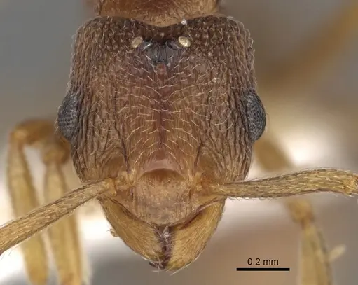 Tetramorium caritum specimen CASENT0901031 image casent0901031_2