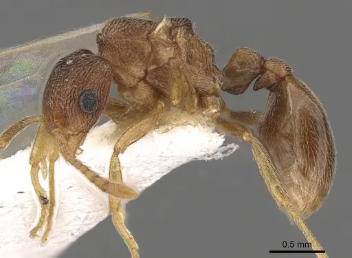 Tetramorium caritum specimen CASENT0901031 image casent0901031_3