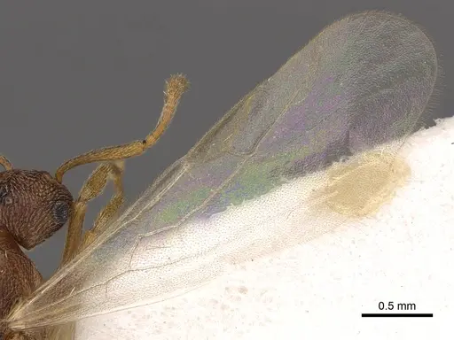 Tetramorium caritum specimen CASENT0901031 image casent0901031_4
