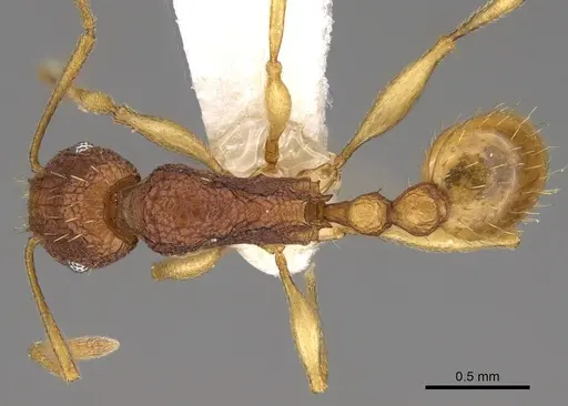 Tetramorium cavernicola specimen CASENT0247028 image casent0247028_1