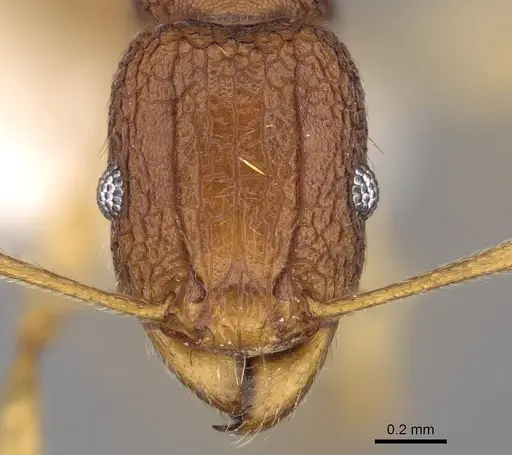 Tetramorium cavernicola specimen CASENT0247028 image casent0247028_2