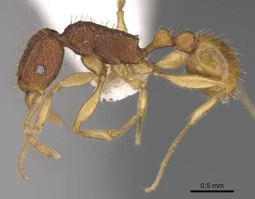 Tetramorium cavernicola specimen CASENT0247028 image casent0247028_3