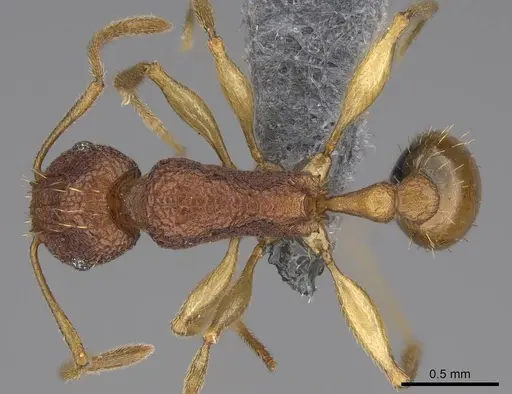 Tetramorium cavernicola specimen CASENT0373132 image casent0373132_1