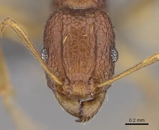 Tetramorium cavernicola specimen CASENT0373132 image casent0373132_2