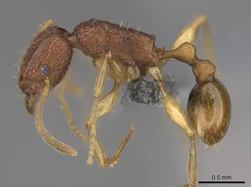 Tetramorium cavernicola specimen CASENT0373132 image casent0373132_3