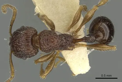 Tetramorium centum specimen CASENT0901085 image casent0901085_1