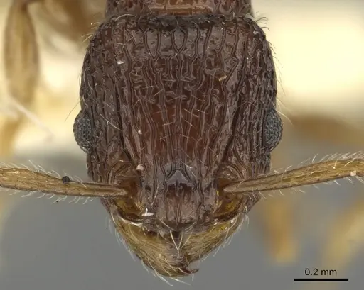 Tetramorium centum specimen CASENT0901085 image casent0901085_2