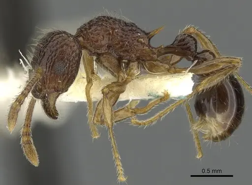 Tetramorium centum specimen CASENT0901085 image casent0901085_3