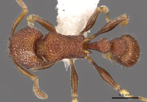 Tetramorium chapmani specimen CASENT0901101 image casent0901101_1