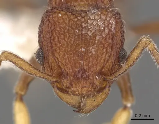 Tetramorium chapmani specimen CASENT0901101 image casent0901101_2