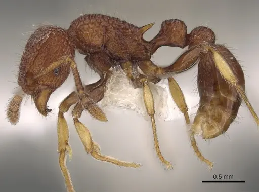 Tetramorium chapmani specimen CASENT0901101 image casent0901101_3