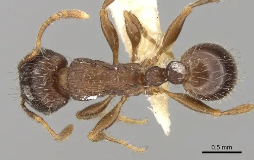 Tetramorium chefketi specimen CASENT0280930 image casent0280930_1