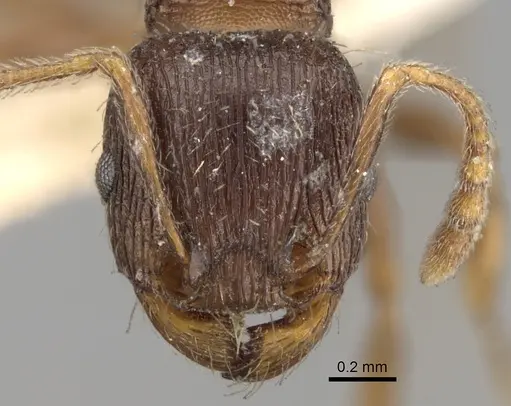 Tetramorium chefketi specimen CASENT0280930 image casent0280930_2