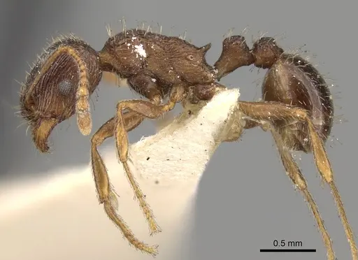 Tetramorium chefketi specimen CASENT0280930 image casent0280930_3