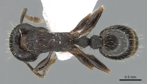Tetramorium chefketi specimen CASENT0281565 image casent0281565_1