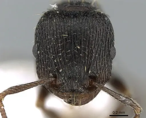 Tetramorium chefketi specimen CASENT0281565 image casent0281565_2