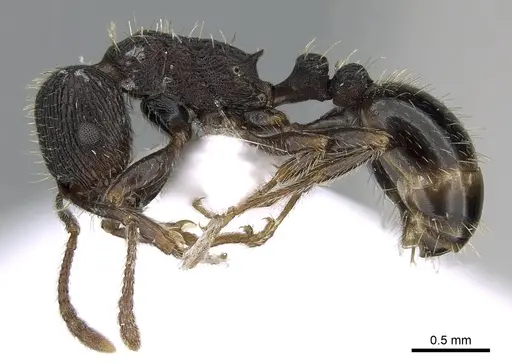 Tetramorium chefketi specimen CASENT0281565 image casent0281565_3