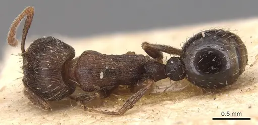 Tetramorium chefketi specimen CASENT0904811 image casent0904811_1