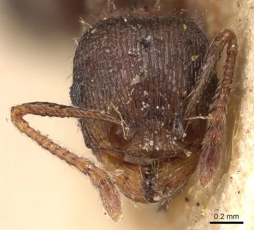 Tetramorium chefketi specimen CASENT0904811 image casent0904811_2
