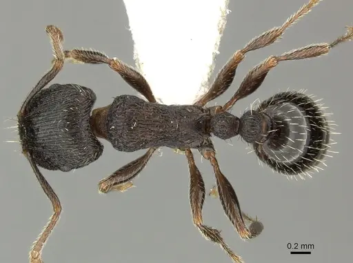 Tetramorium chefketi specimen CASENT0906711 image casent0906711_1