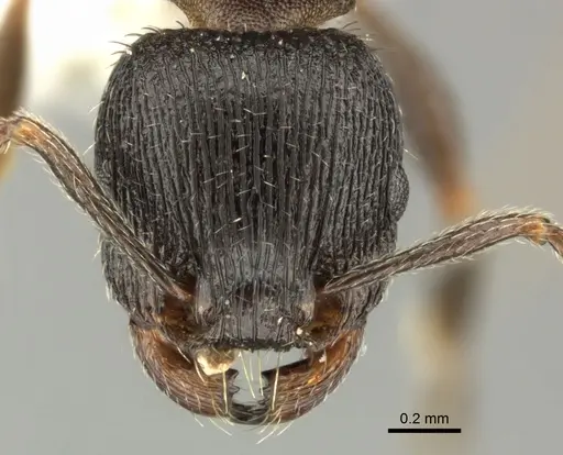 Tetramorium chefketi specimen CASENT0906711 image casent0906711_2