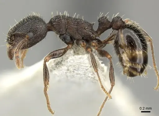 Tetramorium chefketi specimen CASENT0906711 image casent0906711_3