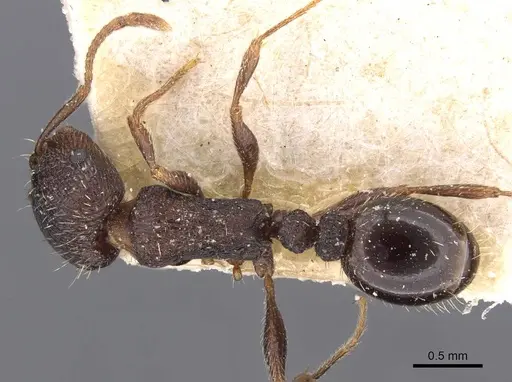 Tetramorium chefketi specimen CASENT0909100 image casent0909100_1
