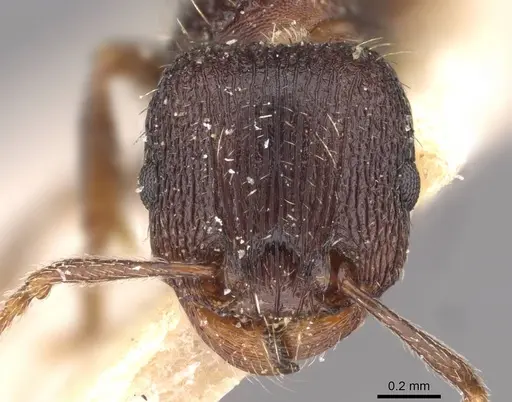 Tetramorium chefketi specimen CASENT0909100 image casent0909100_2