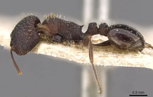Tetramorium chefketi specimen CASENT0909100 image casent0909100_3