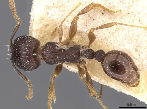 Tetramorium chefketi specimen CASENT0909102 image casent0909102_1