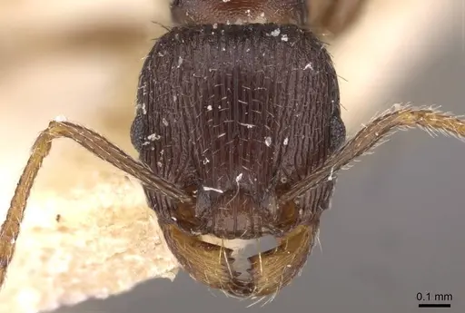 Tetramorium chefketi specimen CASENT0909102 image casent0909102_2