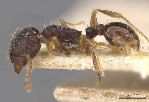Tetramorium chefketi specimen CASENT0909102 image casent0909102_3