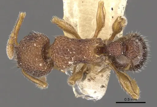 Tetramorium chepocha specimen CASENT0901056 image casent0901056_1
