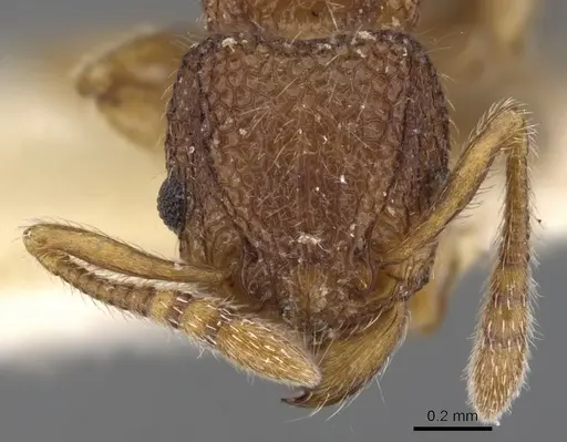 Tetramorium chepocha specimen CASENT0901056 image casent0901056_2