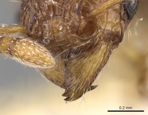 Tetramorium chepocha specimen CASENT0901056 image casent0901056_3