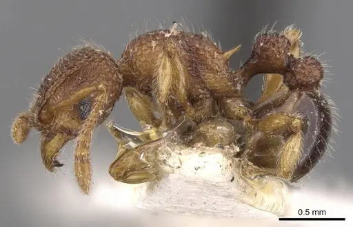 Tetramorium chepocha specimen CASENT0901056 image casent0901056_4
