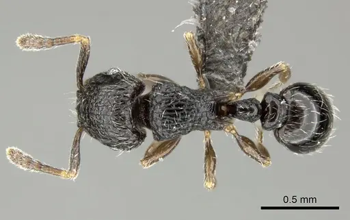 Tetramorium chloe specimen CASENT0235811 image casent0235811_1
