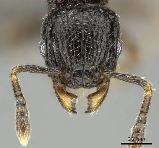 Tetramorium chloe specimen CASENT0235811 image casent0235811_2