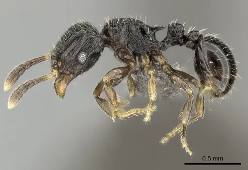 Tetramorium chloe specimen CASENT0235811 image casent0235811_3