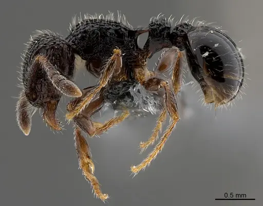 Tetramorium chloe specimen CASENT0784640 image casent0784640_1