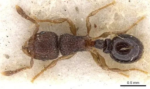 Tetramorium chloe specimen CASENT0901165 image casent0901165_1